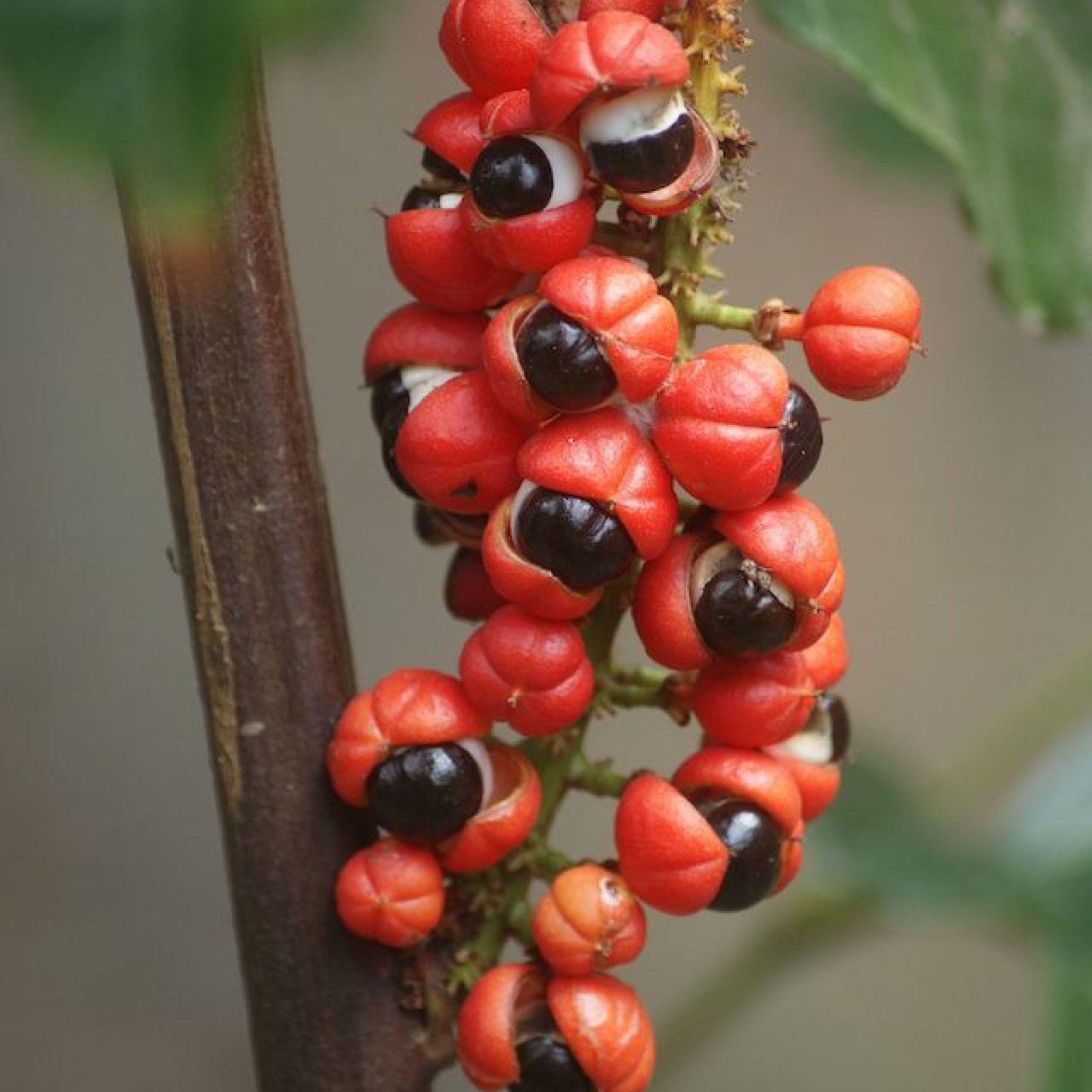 guarana guarana