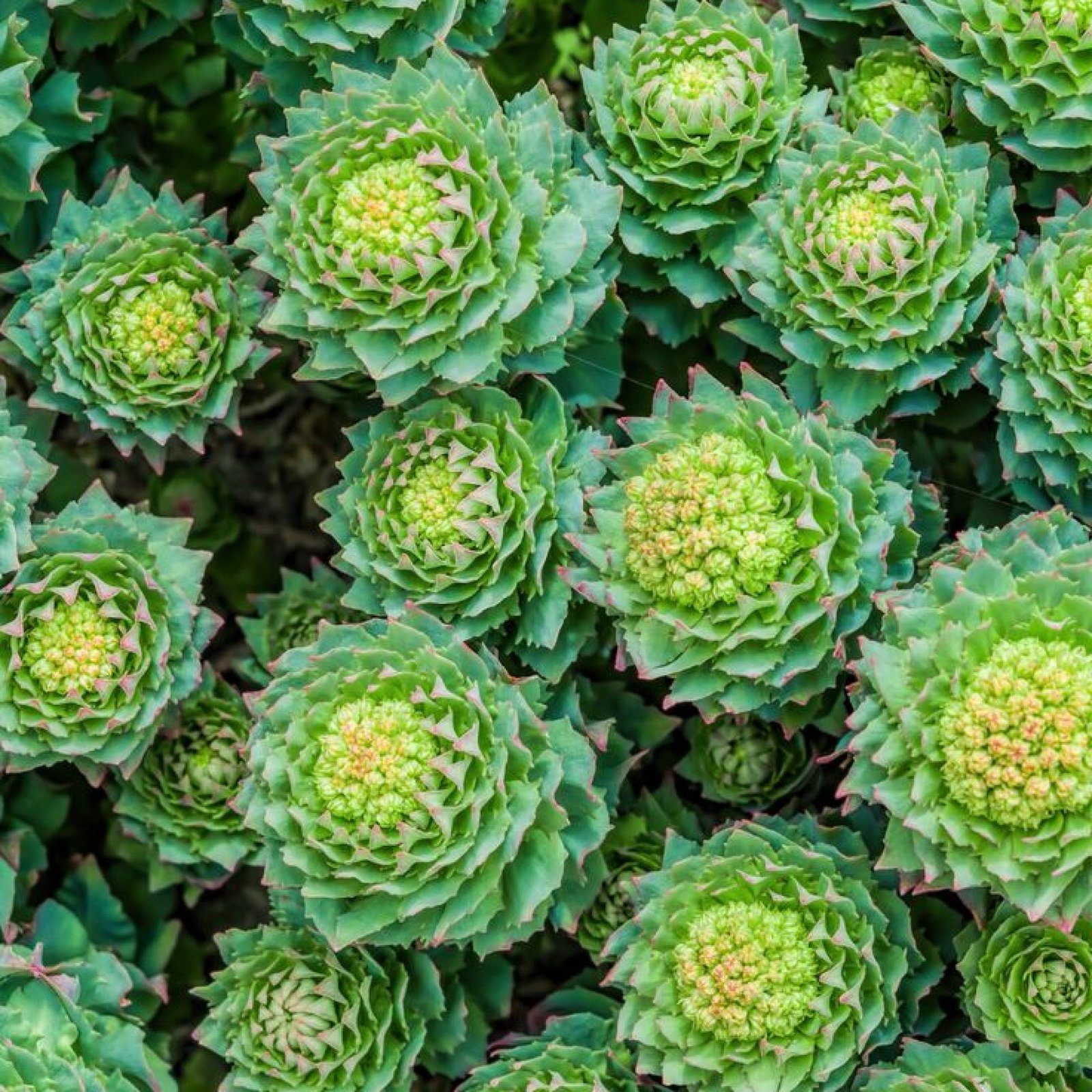 rhodiola rhodiola